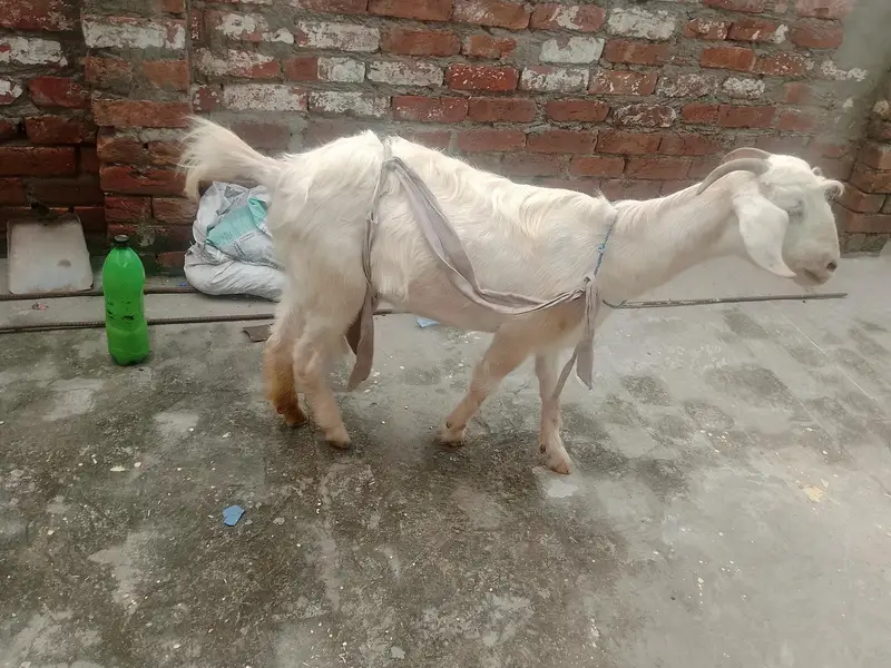 bakri bakra — photo 5