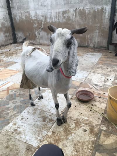 Khubsurat Kamori Cross Bakri For Sale - Chaar Daant.