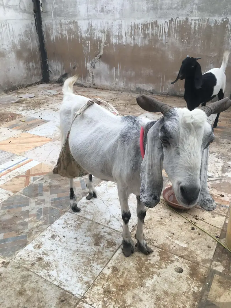 Khubsurat Kamori Cross Bakri For Sale - Chaar Daant. — photo 2