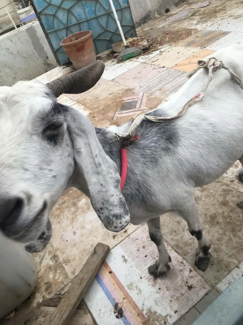 Khubsurat Kamori Cross Bakri For Sale - Chaar Daant. — photo 3