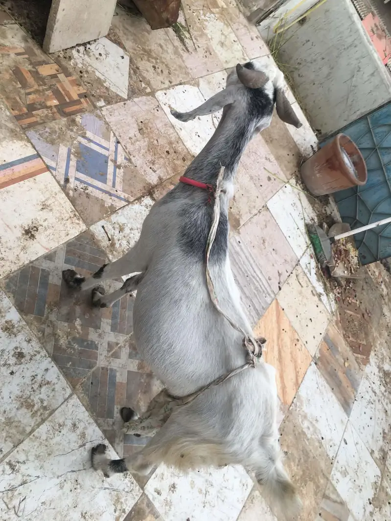Khubsurat Kamori Cross Bakri For Sale - Chaar Daant. — photo 4