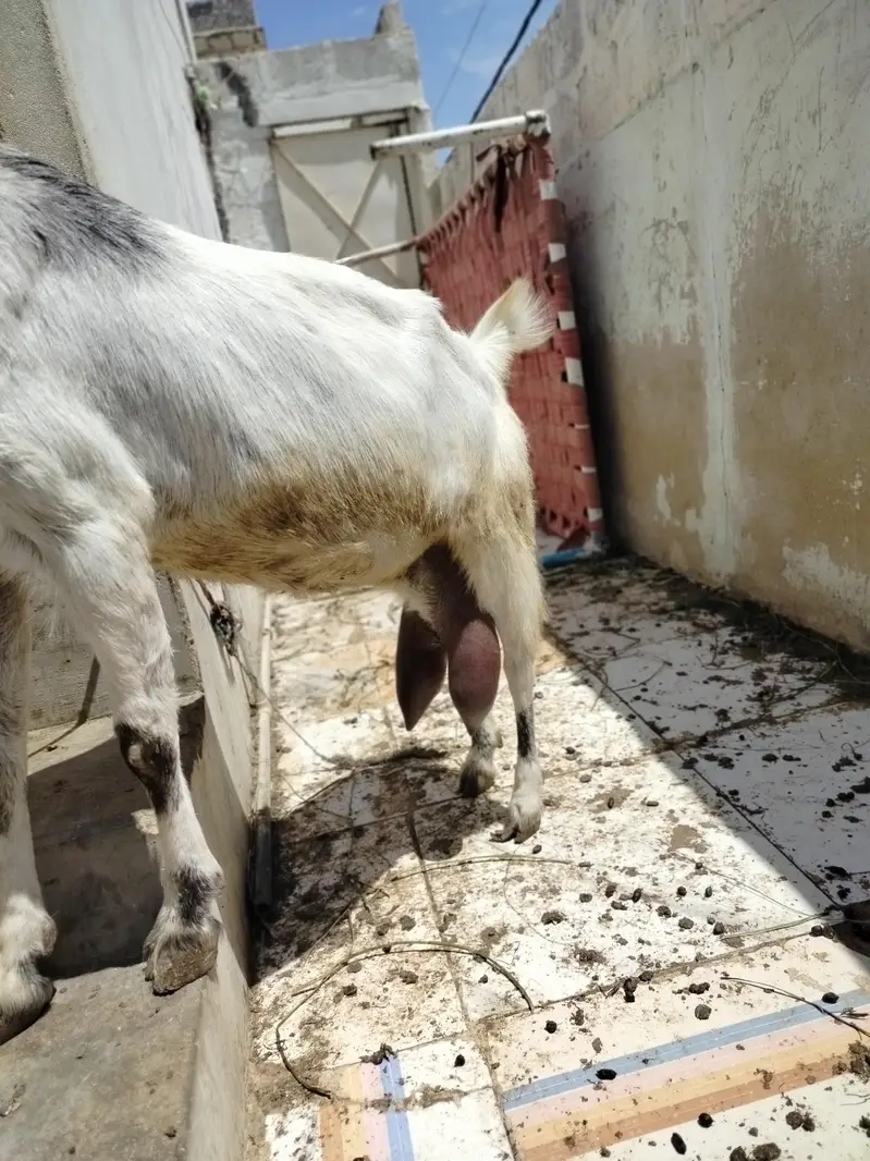 Khubsurat Kamori Cross Bakri For Sale - Chaar Daant. — photo 5