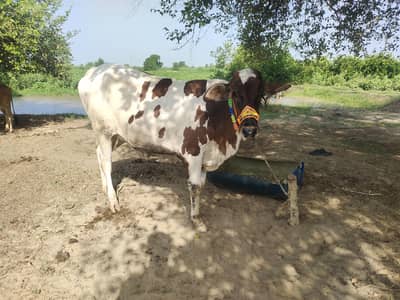 cros cow