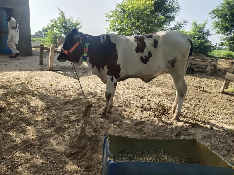 cros cow — photo 2