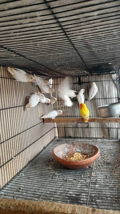 love birds