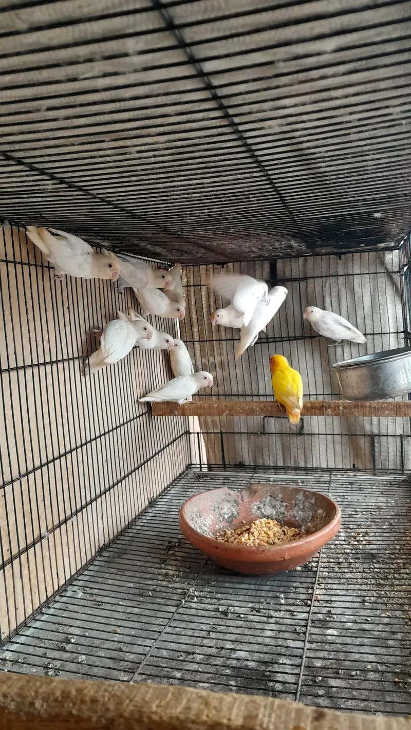 love birds — photo 2