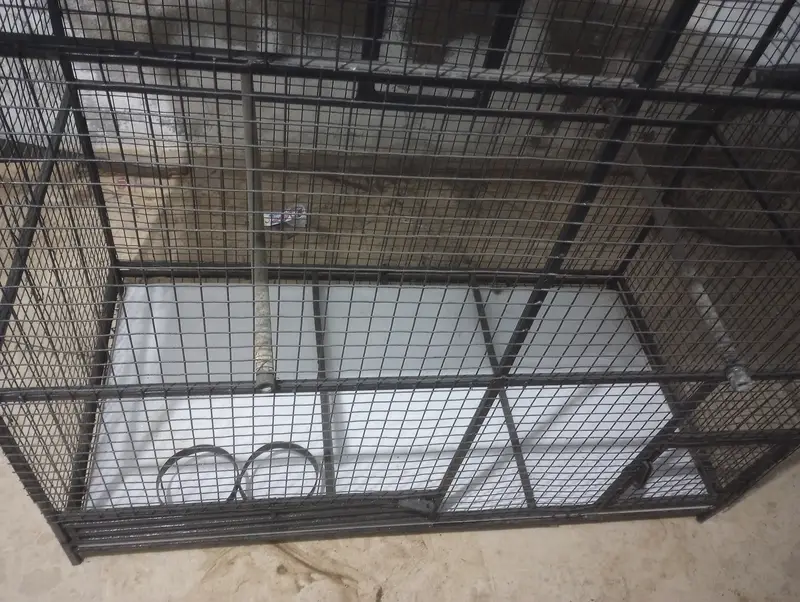 Row parrots, dog cage, cats cage, gray parrot cage — photo 3