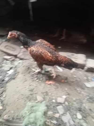mian wali aseel murgi for sale 03234092677