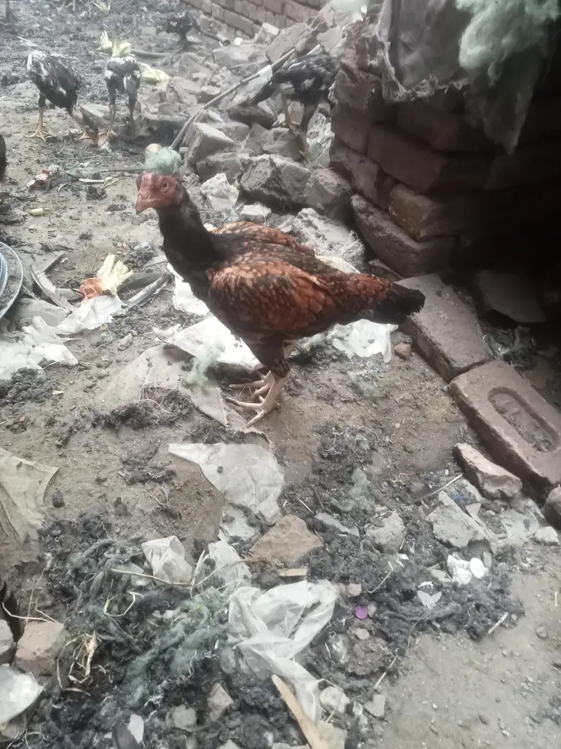 mian wali aseel murgi for sale 03234092677 — photo 2