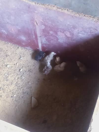 Aseel chicks