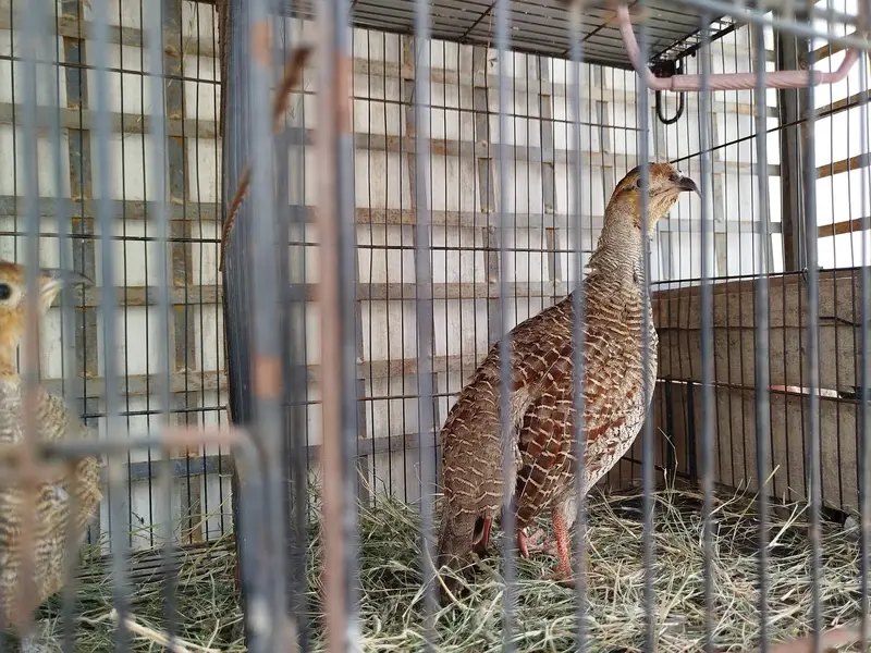 (DAKHNI) Teetar Pair for sale (Masha Allah, Healthy hn) — photo 2