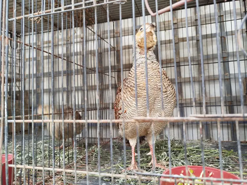 (DAKHNI) Teetar Pair for sale (Masha Allah, Healthy hn) — photo 3