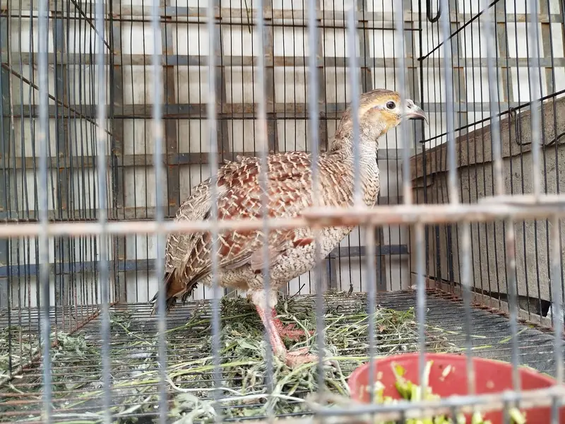 (DAKHNI) Teetar Pair for sale (Masha Allah, Healthy hn) — photo 4