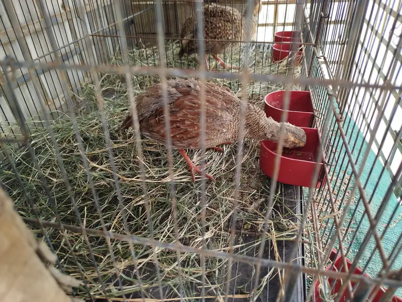 (DAKHNI) Teetar Pair for sale (Masha Allah, Healthy hn) — photo 6