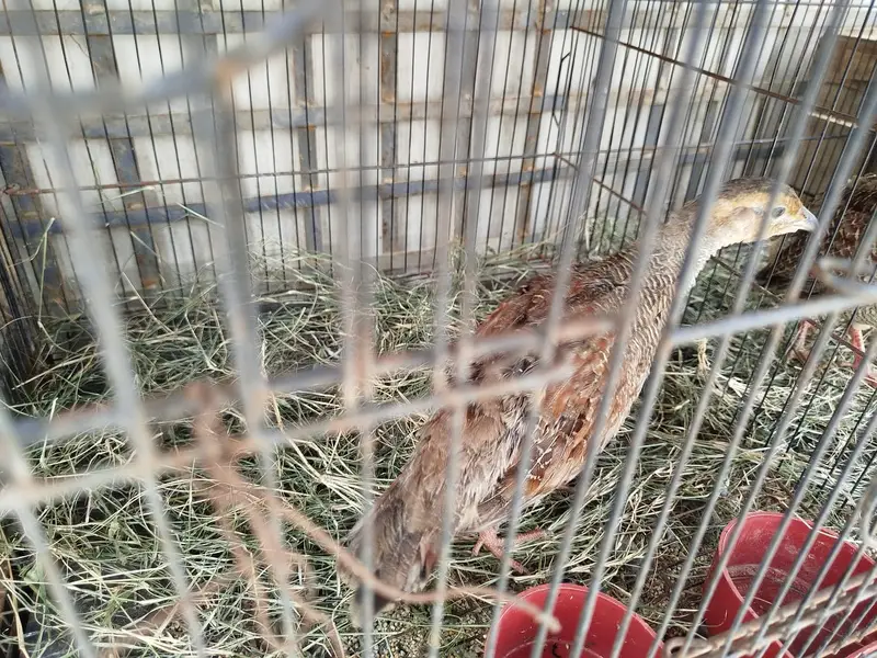 (DAKHNI) Teetar Pair for sale (Masha Allah, Healthy hn) — photo 7