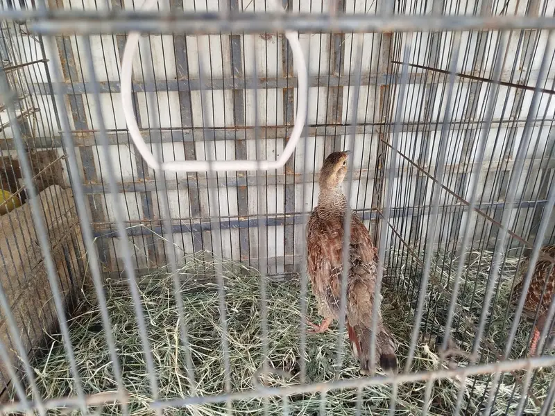 (DAKHNI) Teetar Pair for sale (Masha Allah, Healthy hn) — photo 8