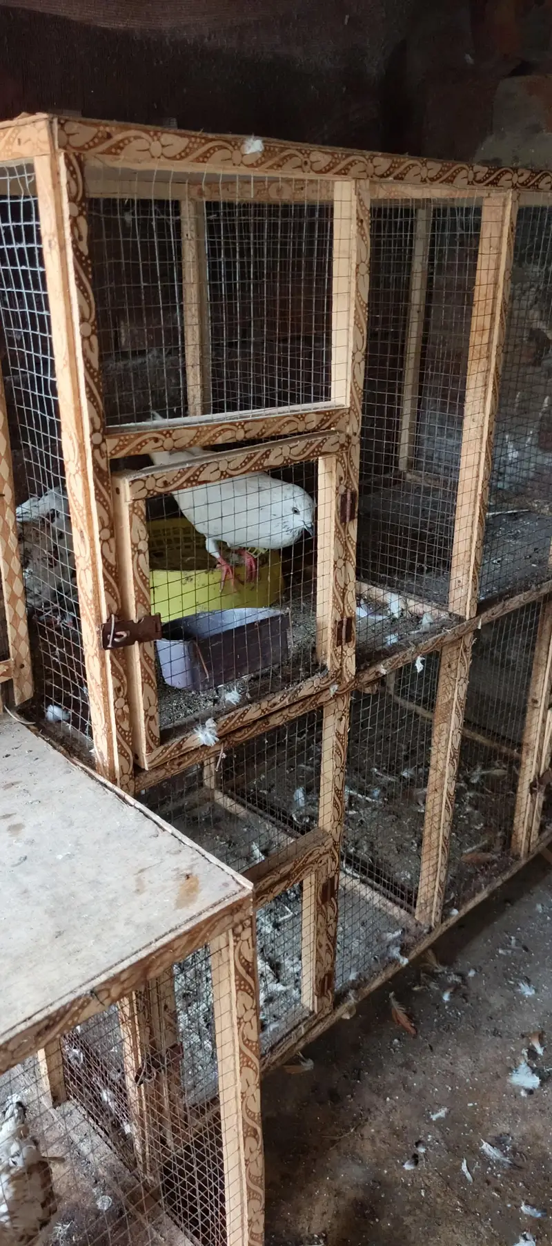 Iron cage — photo 2