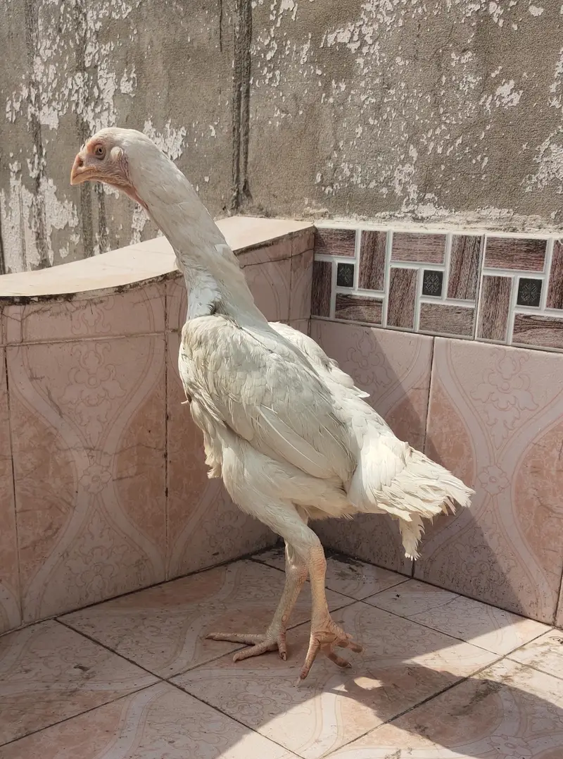 heera Aseel — photo 3
