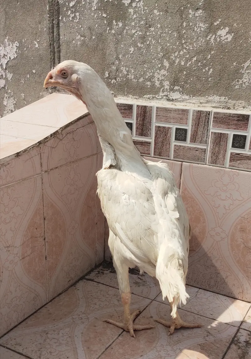 heera Aseel — photo 5