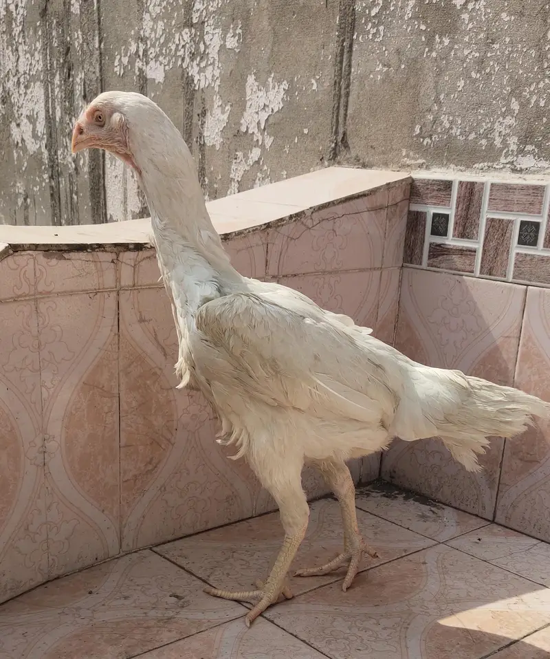 heera Aseel — photo 8