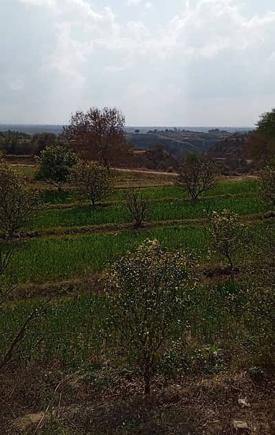 580 Kanal Agriculture Faram House Land For Sale Balksar Interchange Chakwal