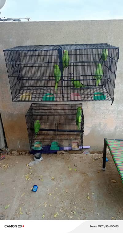 8 Green Ringneck Parrots + 2 Cages — Complete Setup