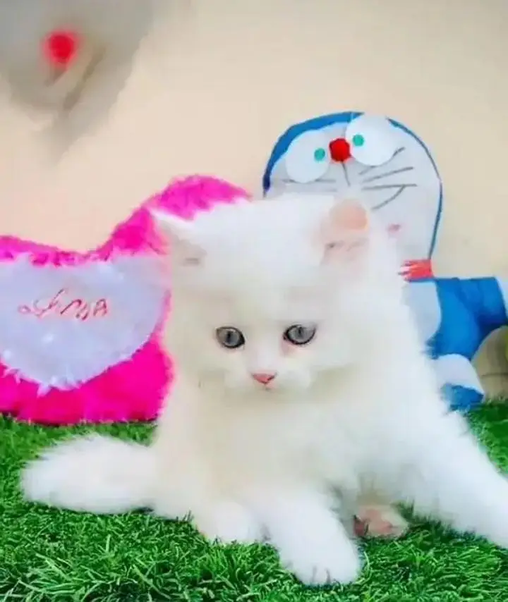persian cat for sale — photo 3