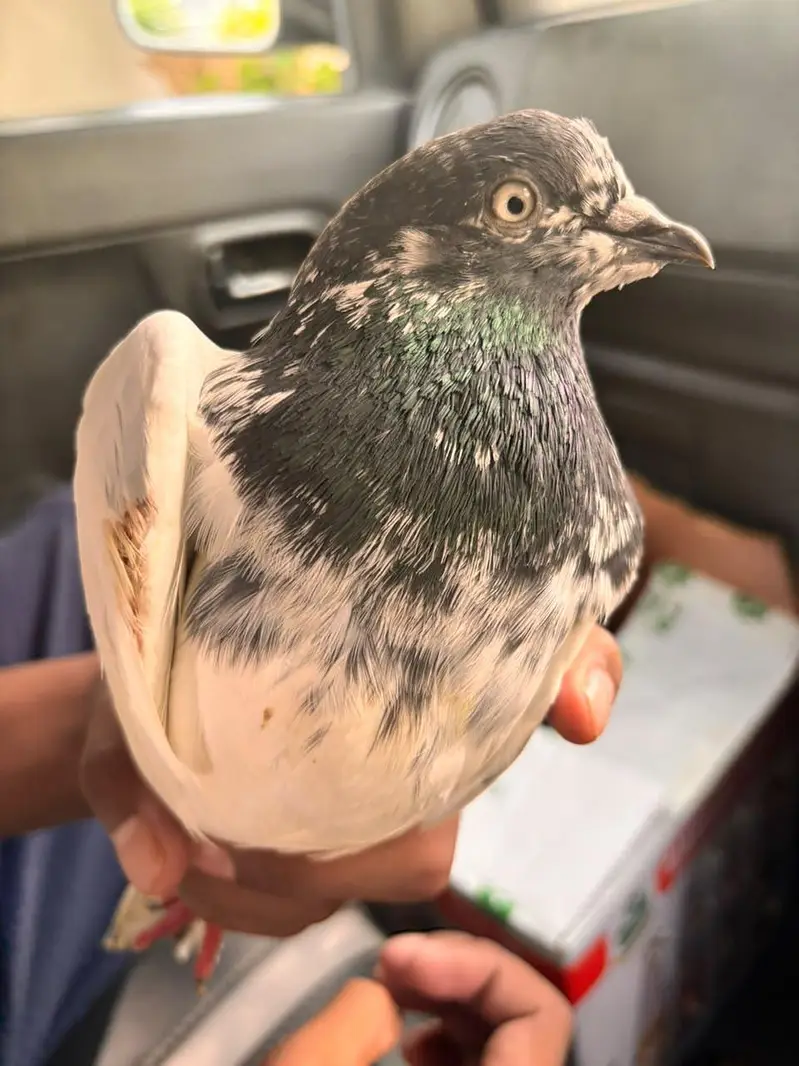 kubatar ha ek — photo 3
