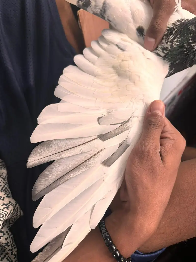 kubatar ha ek — photo 5