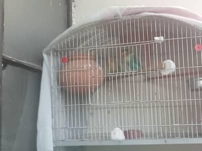 Lovebirds Breeder pair.     for more details/pictures contact