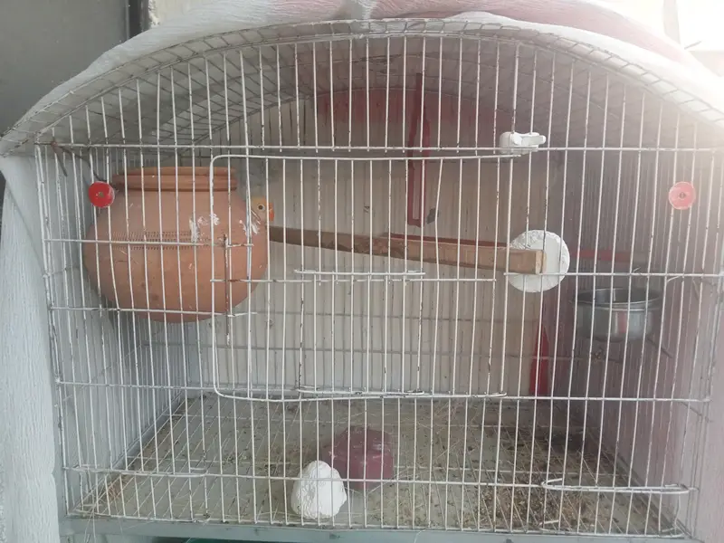 Lovebirds Breeder pair.     for more details/pictures contact — photo 2