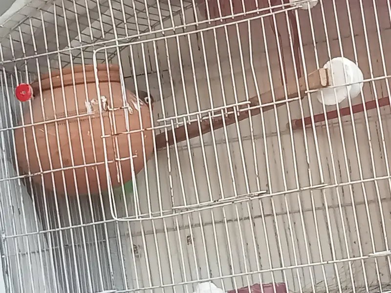 Lovebirds Breeder pair.     for more details/pictures contact — photo 3