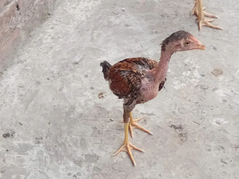 Aseel chuza — photo 4