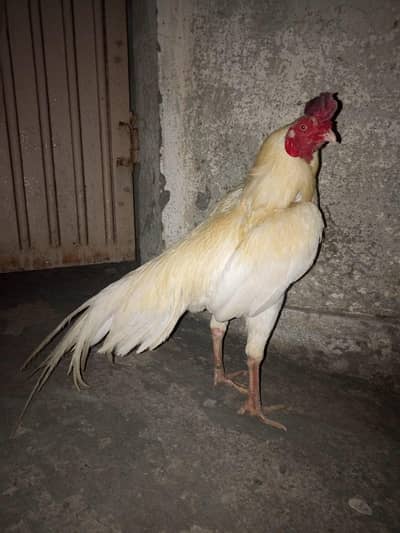 Heera Breeder Male Outclass