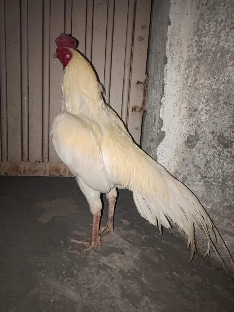 Heera Breeder Male Outclass — photo 2