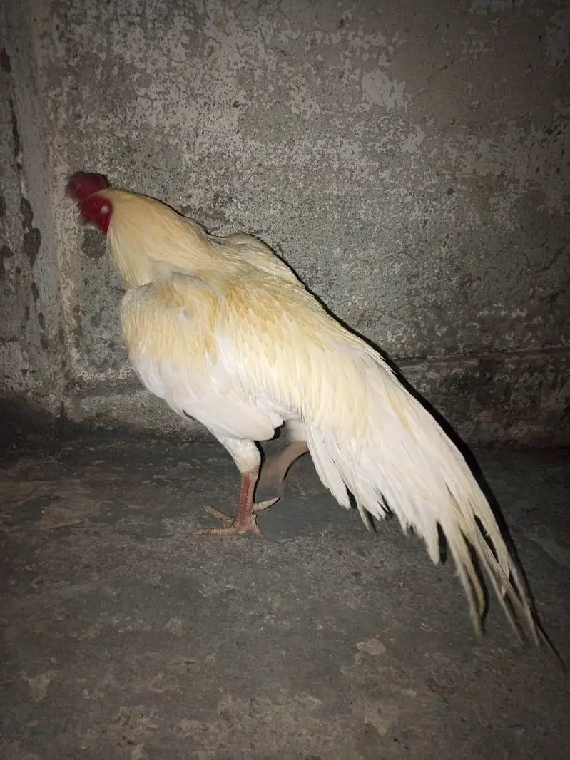Heera Breeder Male Outclass — photo 3