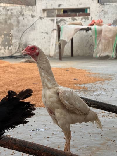 One Male + Three breader female