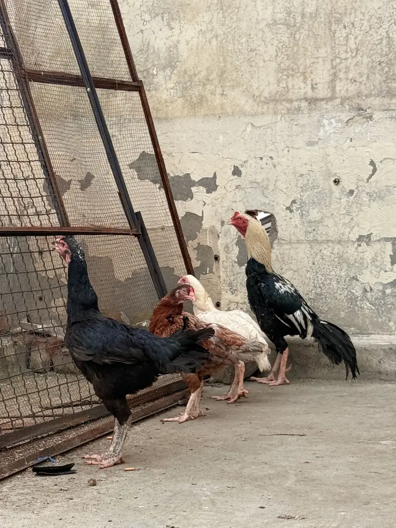 One Male + Three breader female — photo 2
