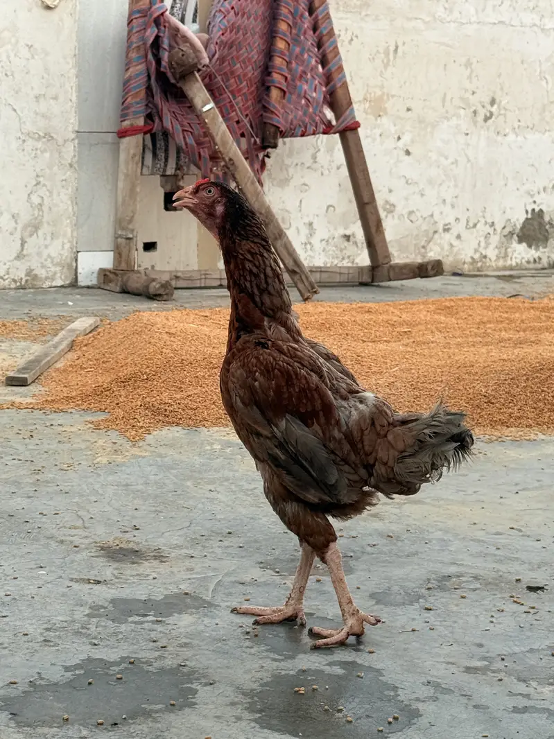 One Male + Three breader female — photo 3