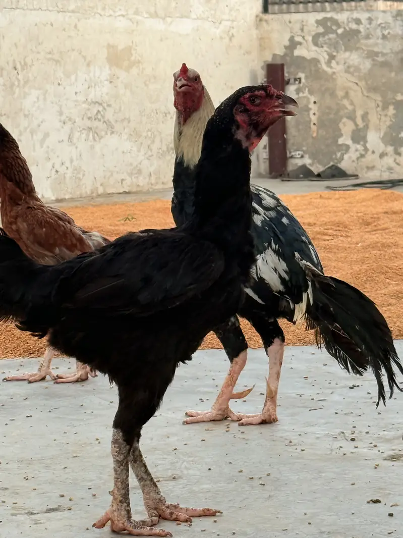One Male + Three breader female — photo 4