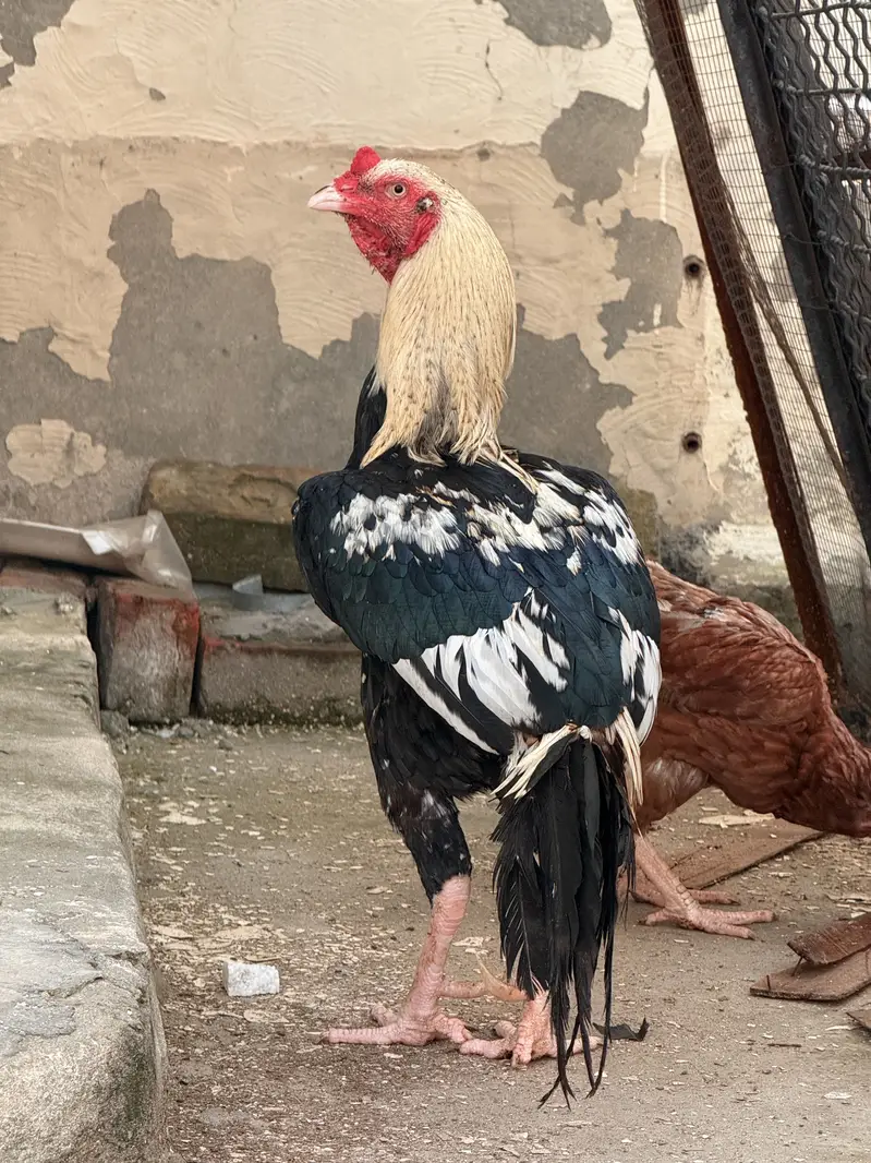 One Male + Three breader female — photo 5