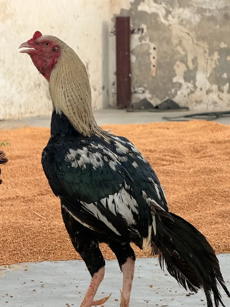 One Male + Three breader female — photo 7