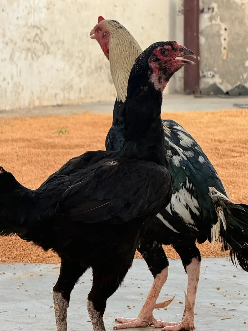 One Male + Three breader female — photo 8