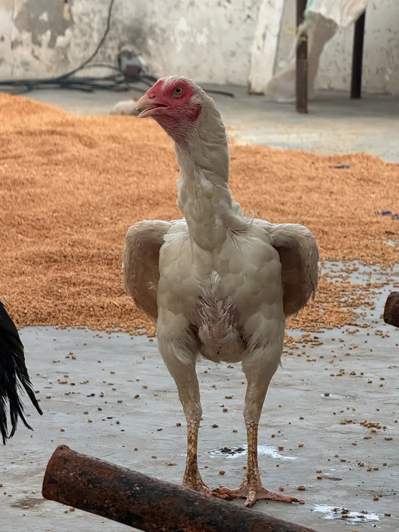 One Male + Three breader female — photo 9