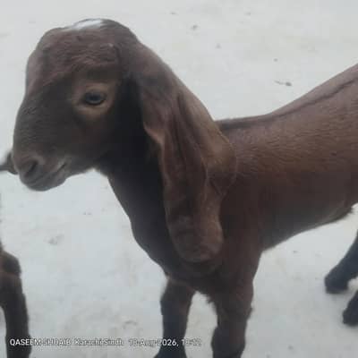 2 mail bakri ke bacche for sale age 2 month