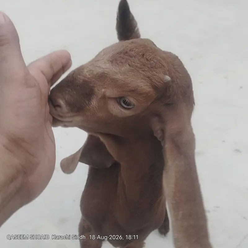 2 mail bakri ke bacche for sale age 2 month — photo 2