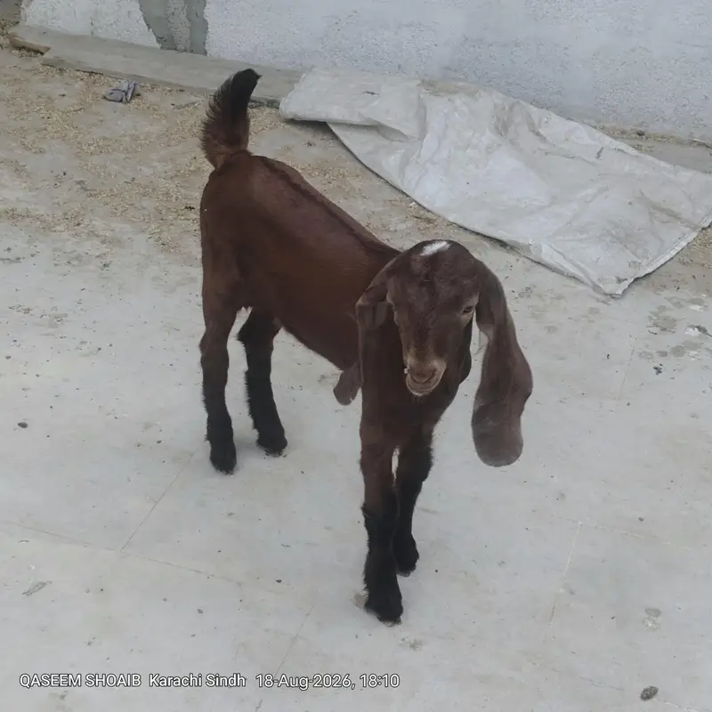 2 mail bakri ke bacche for sale age 2 month — photo 3