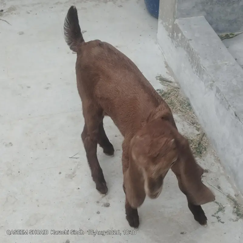2 mail bakri ke bacche for sale age 2 month — photo 4