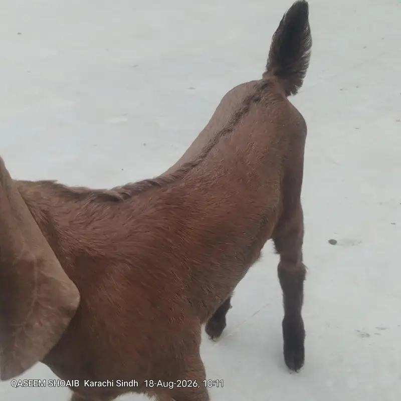 2 mail bakri ke bacche for sale age 2 month — photo 5