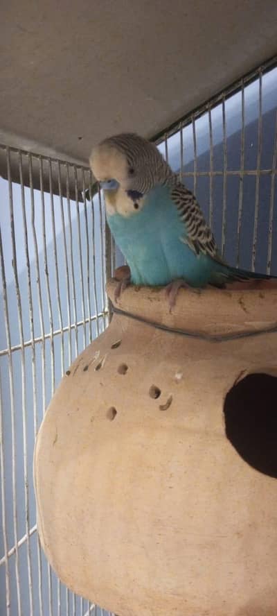 QUALITY PURE BLUE BAJRI BREEDER PAIR AVAILABLE FOR SALE